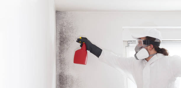Best Toxic Mold Removal  in Grant Valkaria, FL