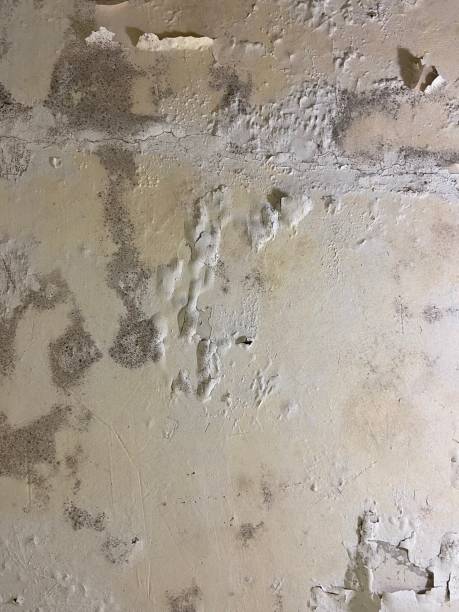 Best Mold Testing  in Grant Valkaria, FL