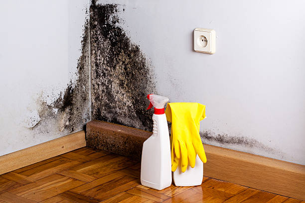 Best Mold Damage Repair  in Grant Valkaria, FL
