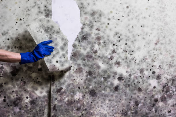Best Professional Mold Removal  in Grant Valkaria, FL